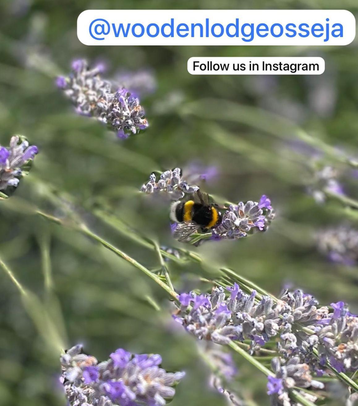 Wooden Lodge Osséja المظهر الخارجي الصورة